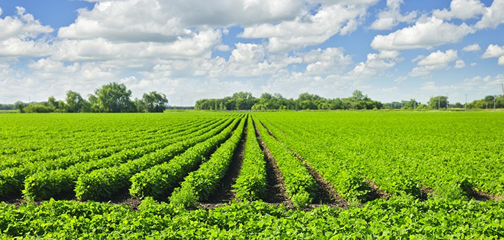 soy crop field