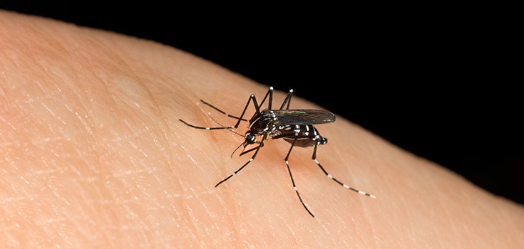 genetically engineered mosquito