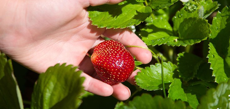 strawberry on a vine