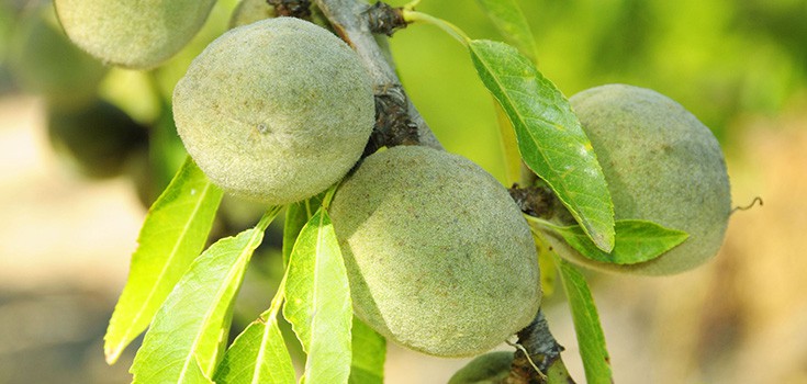 Oil from Wild Almond Trees Shown to Combat Diabetes and Obesity