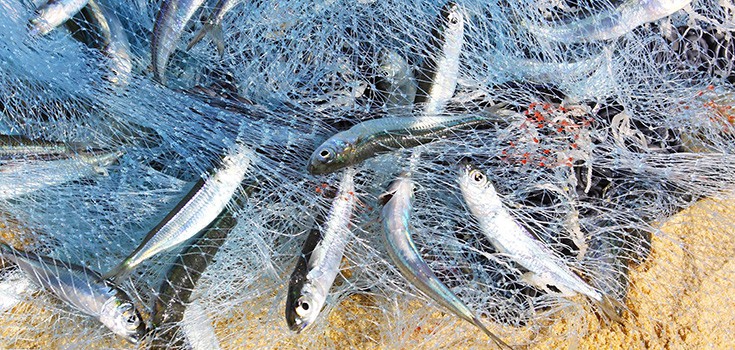 Fish Mercury Levels: 1/4 Freshwater Fish Exceed ‘Safe’ Mercury Levels
