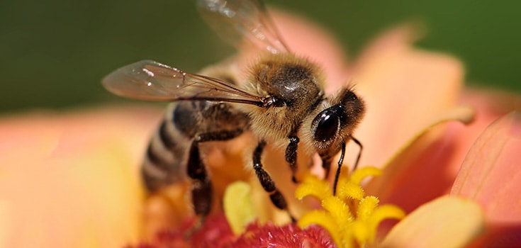 Bees Hold Secret to Slowing Aging Process and ‘Reversing Time’