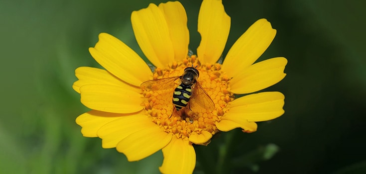 Pesticides Destroy Bees’ Ability to Carry Pollen, Protein