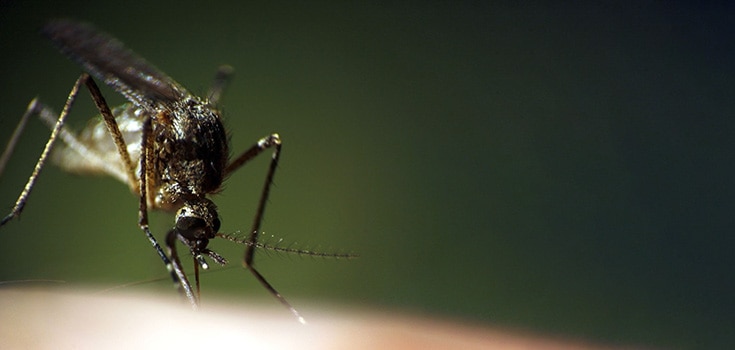 close up mosquito