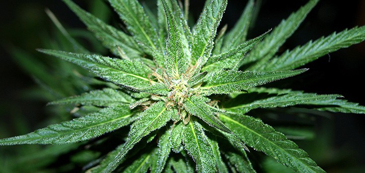 cannabis on black background