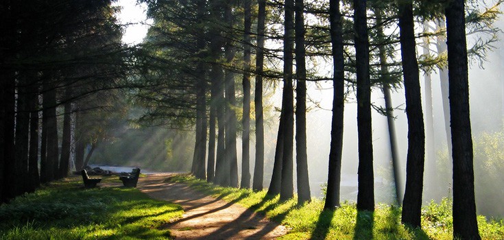 Forest Bathing – Can A Walk in the Forest Make you Healthier, Happier and Smarter?