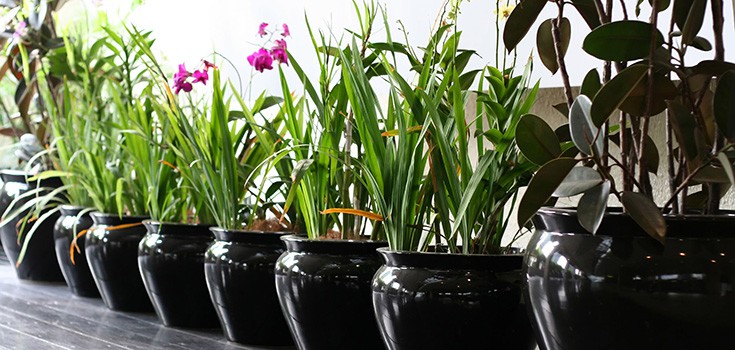 5 Air Purifying Plants for Your Home