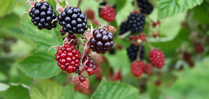 Preventing Various Cancers, this Type of Berry is Just One Anti-Cancer Food