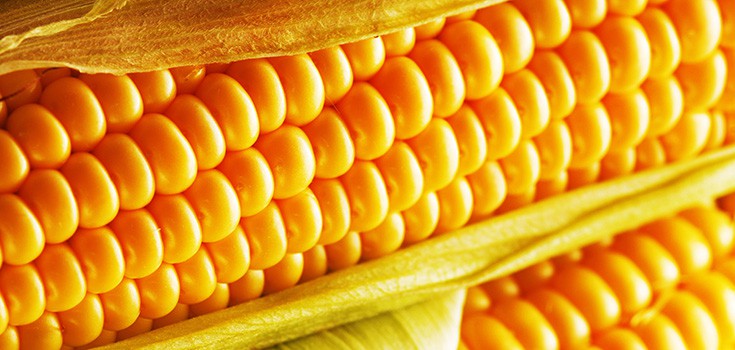 corn on stalk