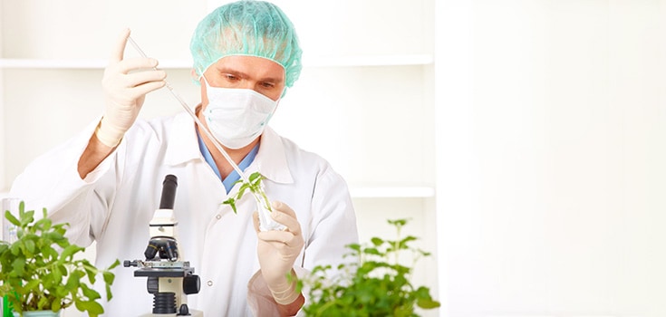 Scientists Create Genetically Modified Plants to Produce Pharmaceutical Drugs