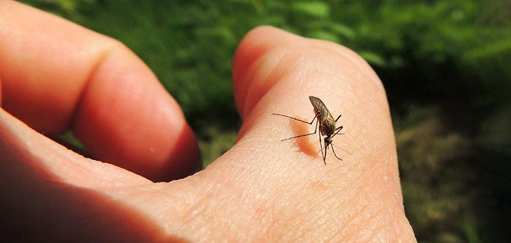 Homemade Mosquito Repellent – 5 Natural Ways to Fight Mosquitoes