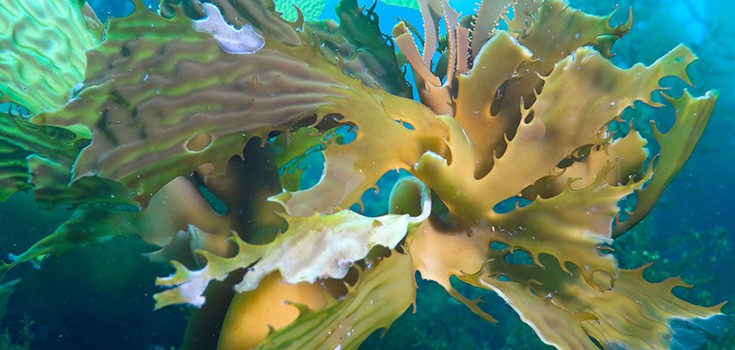 The Secret Benefits of Eating Organic Brown Seaweed