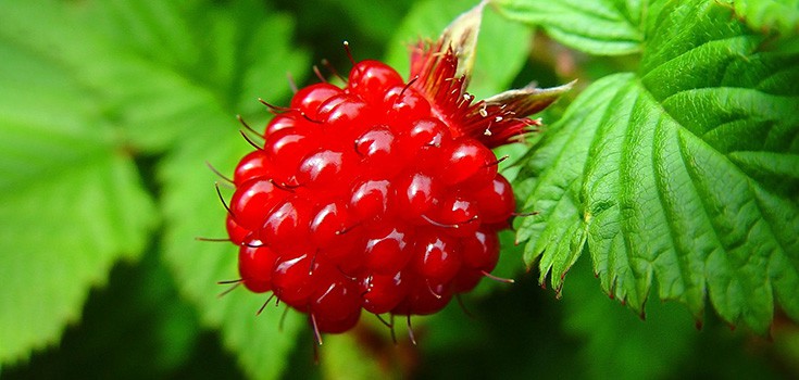 Berries Proven to Prevent Parkinson’s, Reduce Inflammation, Fight Infection