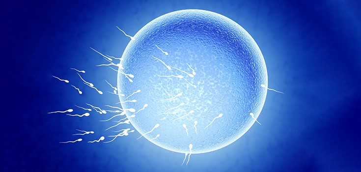 sperm going to egg