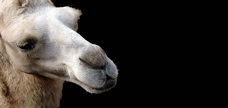 Scientists Move to Create Genetically Modified Camels for Pharmaceutical GM Milk