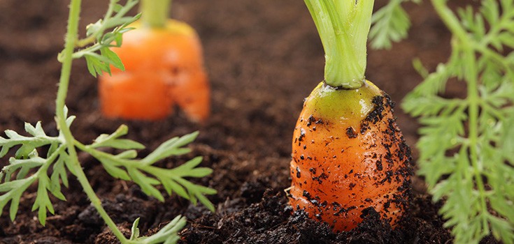 carrots growing in soil