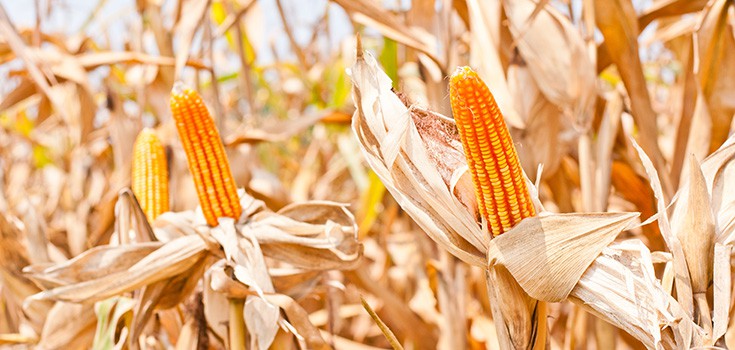 Monsanto’s Fading Grasp – Group Calls on South Africa to Ban GMO Corn