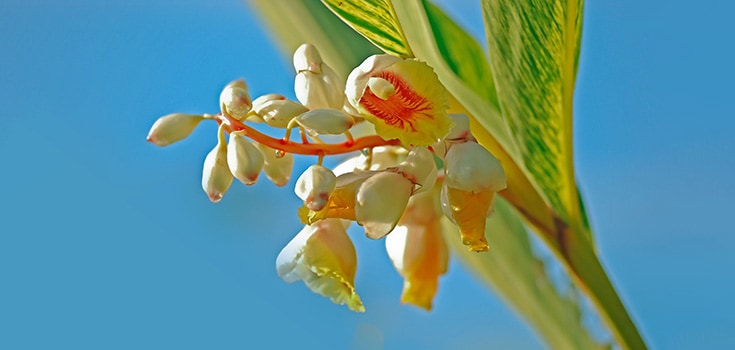 Alpinia Zerumbet: Research Confirms the Benefits of this Traditional Medicinal Plant