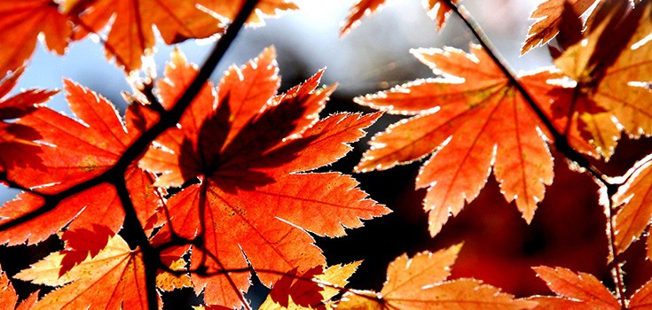 Welcome Autumn Months with these 5 Healthy, Happy Tips