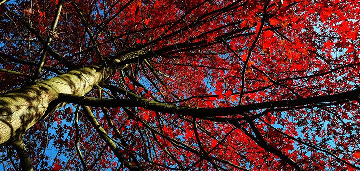 tree with red leaves