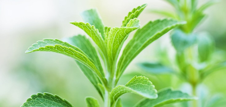 All Natural Stevia Plant: A Scrutinized Solution for Diabetes Sufferers
