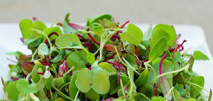 Magnify the Nutritional Potency of Greens by Eating Microgreens!