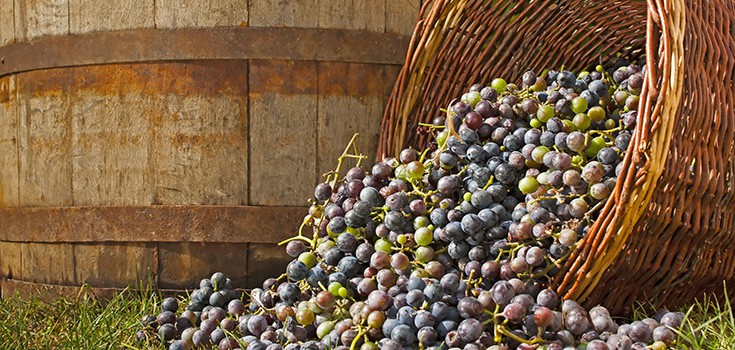 Research Says: Grape Eaters Do it Better