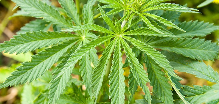 Study Indicates Marijuana is Effective in Multiple Sclerosis Relief