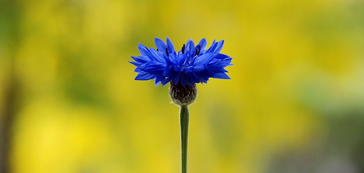 Pretty and Practical Herb: How Cornflower Eases Anxiety and Improves Immune Function