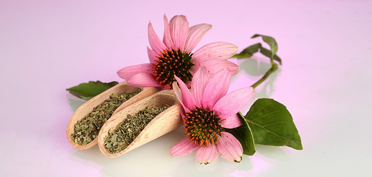 Proven: Echinacea Can Prevent and Protect Against Colds