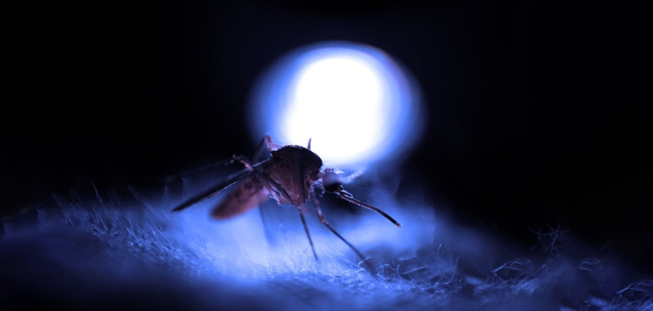 mosquito in light
