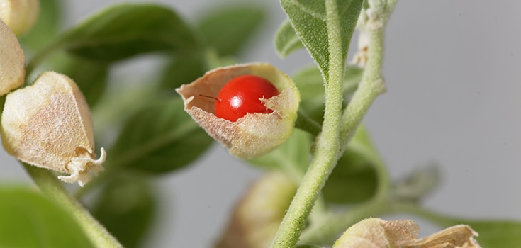 Benefits of Ashwagandha: Promoting Sexual Health and Immune Booster