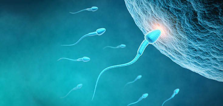 3 Reasons the French Sperm Count Dropped by 1/3 in 17 Years