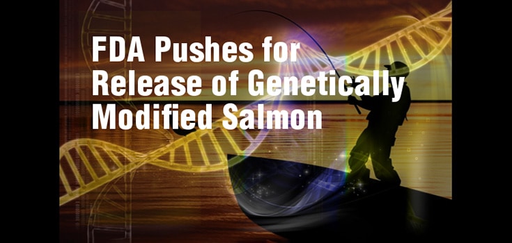 genetically modified salmon