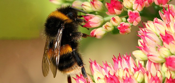 Study Links Pesticides to Bumblebee Destruction…Again