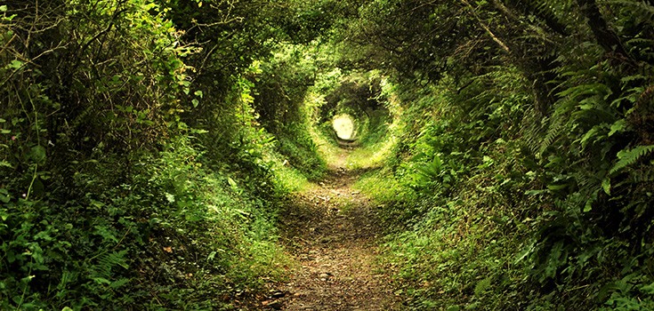 nature tunnel