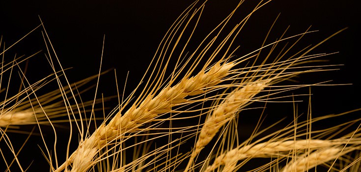 Doctor Says Modern Wheat a “Perfect, Chronic Poison”