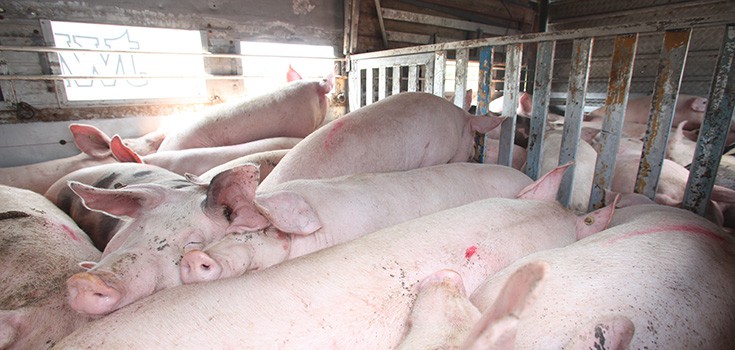 Scientific Paper Argues Against Factory Farms “Feeding the World”