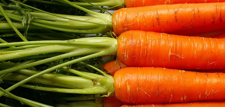 carrots bunched