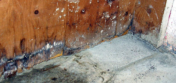 Is Mold in Your Home Making You Sick?
