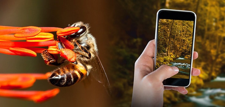 bees and cell phones electromagnetic