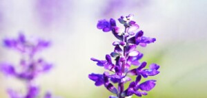 clary sage, salvia plant