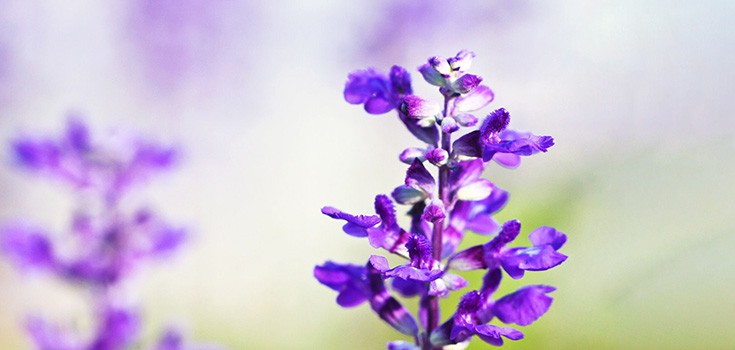 The Health Benefits of Clary Sage Essential Oil