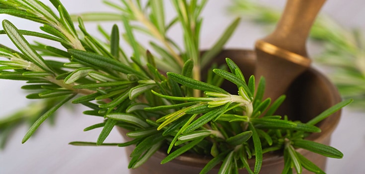 Rosemary Health Benefits: Growing Your Own Medicine