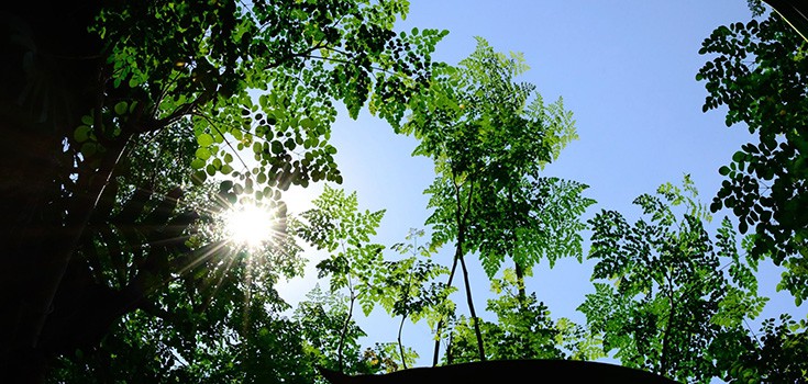 moringa health benefits oleifera tree