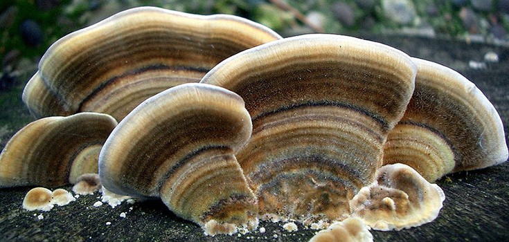 The Mushroom Being Used to Suppress Cancer Tumors