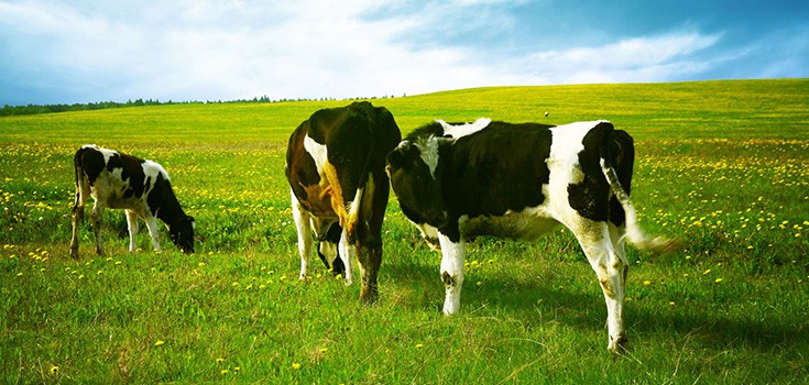 Environmental Reasons to Choose Grass-Fed Beef