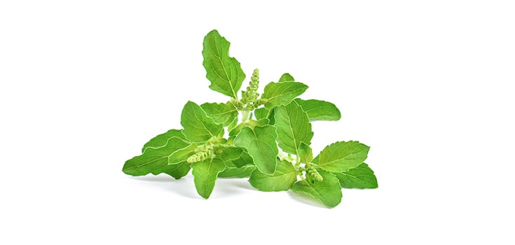 Holy Basil Benefits: Growing Your Own Medicine