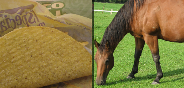 Taco Bell Latest to Admit to Horsemeat in Beef Products