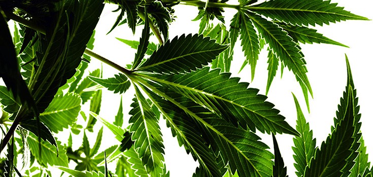3 More Reasons to Legalize Industrial Hemp